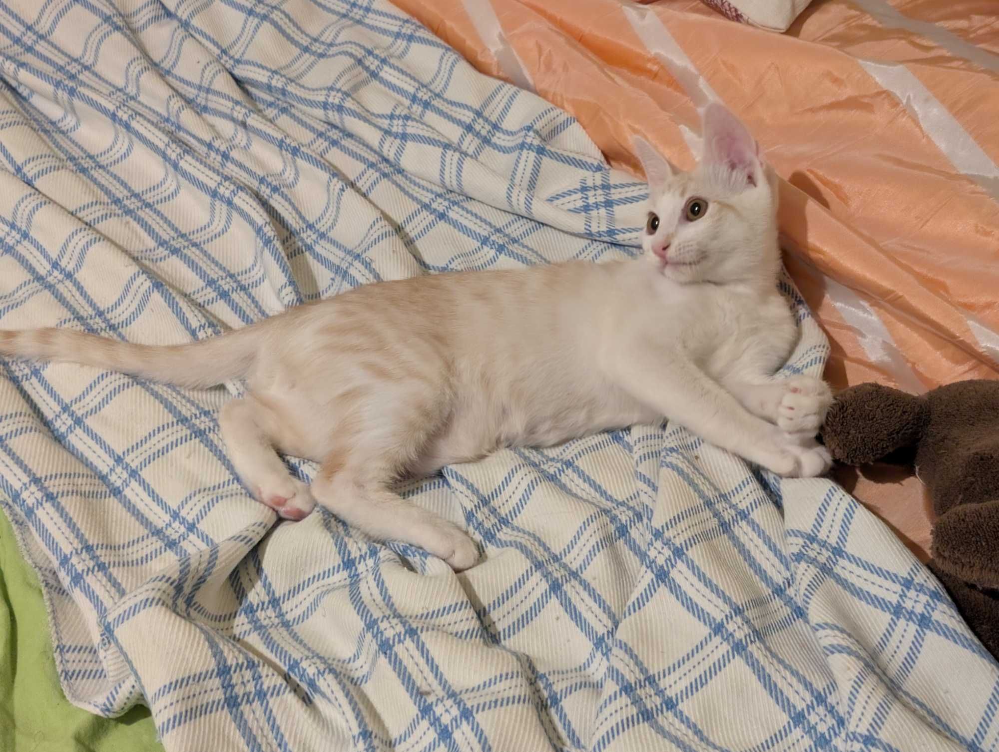 Подарявам 2 котенца
