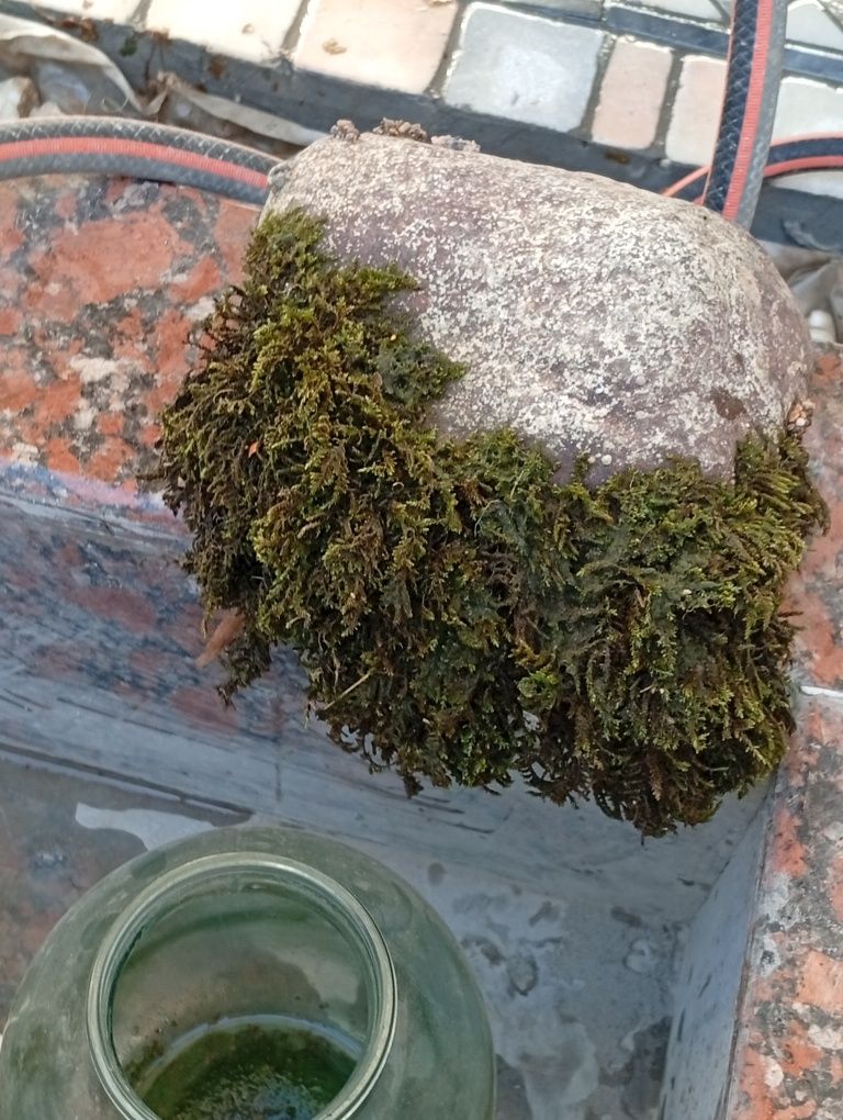 Mox suv oʻtlari toshga yopishgan
