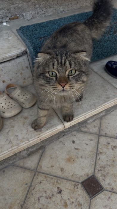 Shinshila erke 1 yosh