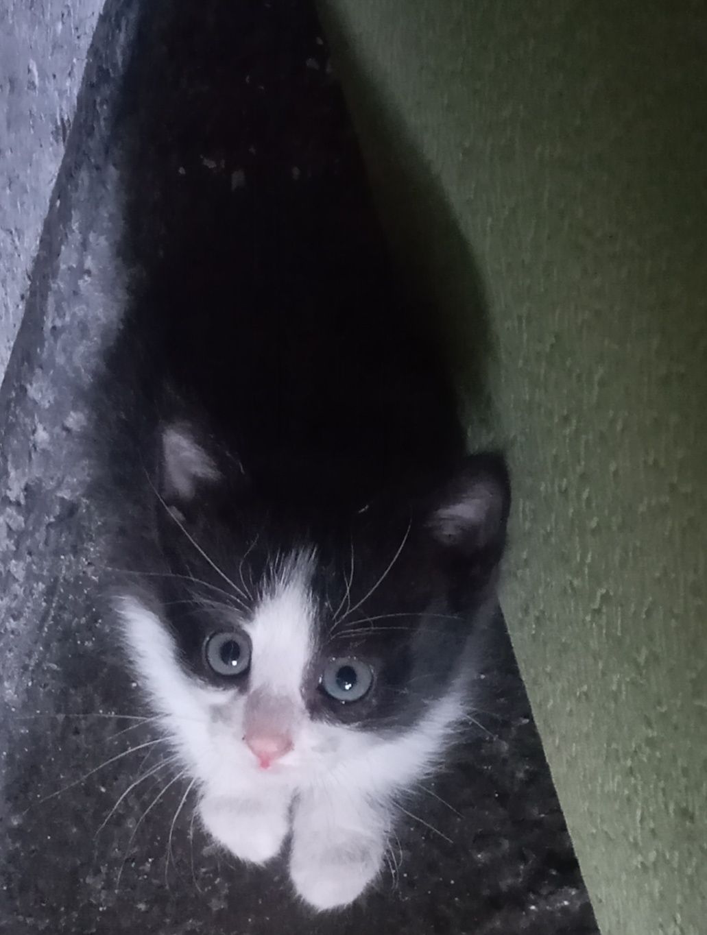 Отдам даром красивых котят (на курмыше)