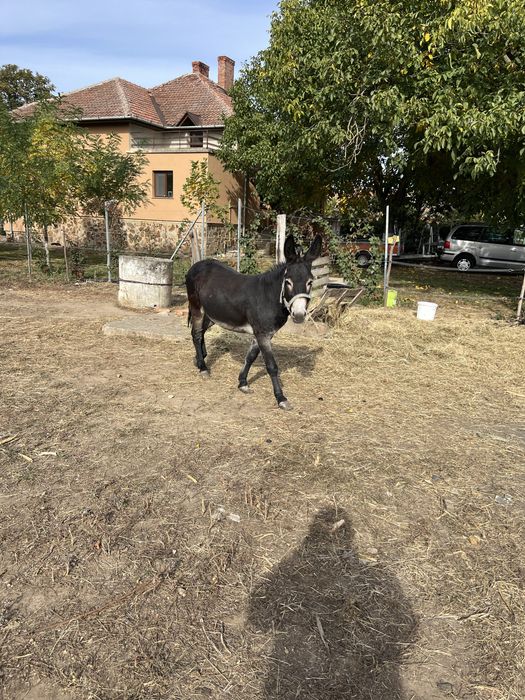 Vand  magar în varsta de 2 ani.