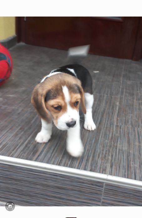 Куче порода Бигъл Чистокръвни трицветни и лимонени бигълчета