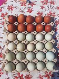 Оплодени яйца за люпене-нискохолестеролни