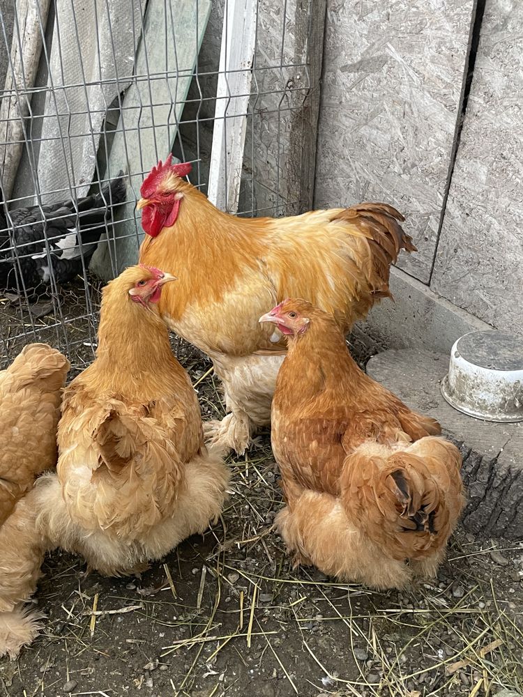 Vand oua incubat de la gaini rasa Cochinchina  urias pe galben.