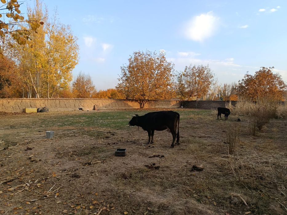 Shahrisabzdan Uchaska sotiladi