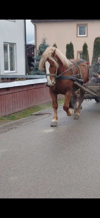 Armăsar de 3 ani de vânzare