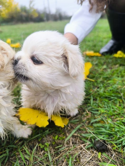 Пухкави ангелчета