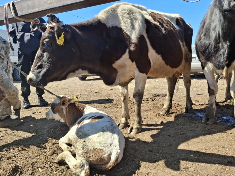Молочная порода Сүті сиыр