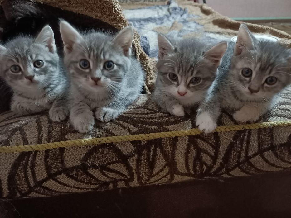 Отдам котят в хорошие руки.