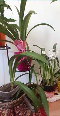 Flori si plante de apartament la fir (bulb ) / ghiveci: crini, etc.
