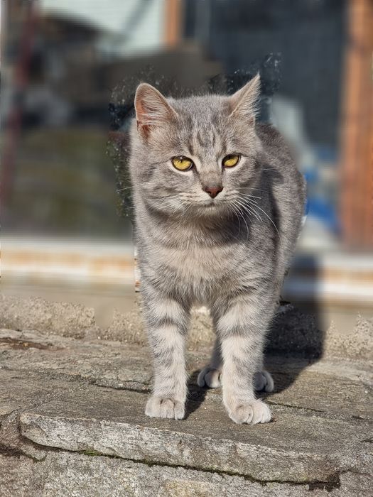 Подарявам котенца на 5 месеца