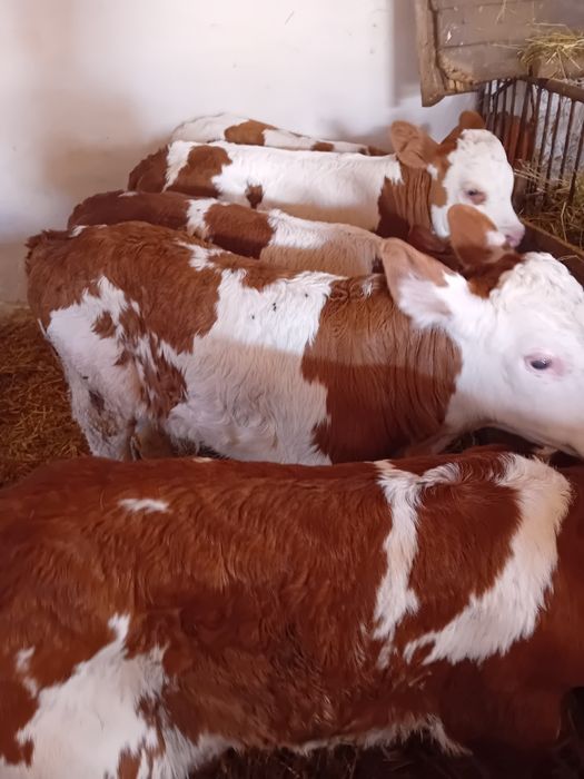 Taurasi și vitele baltate