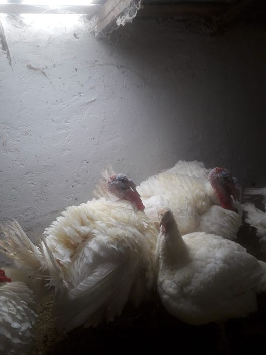 Curcani si curci porumbaci si albi