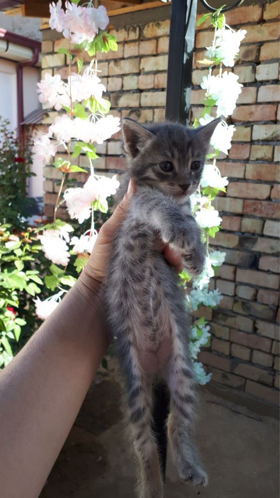 Котята в добрые руки!