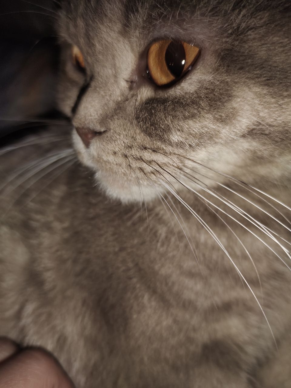 Кошка Скот-Шолд ПРОДАЁТСЯ