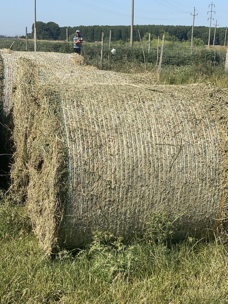 Baloti mari de lucerna a 2a coasa