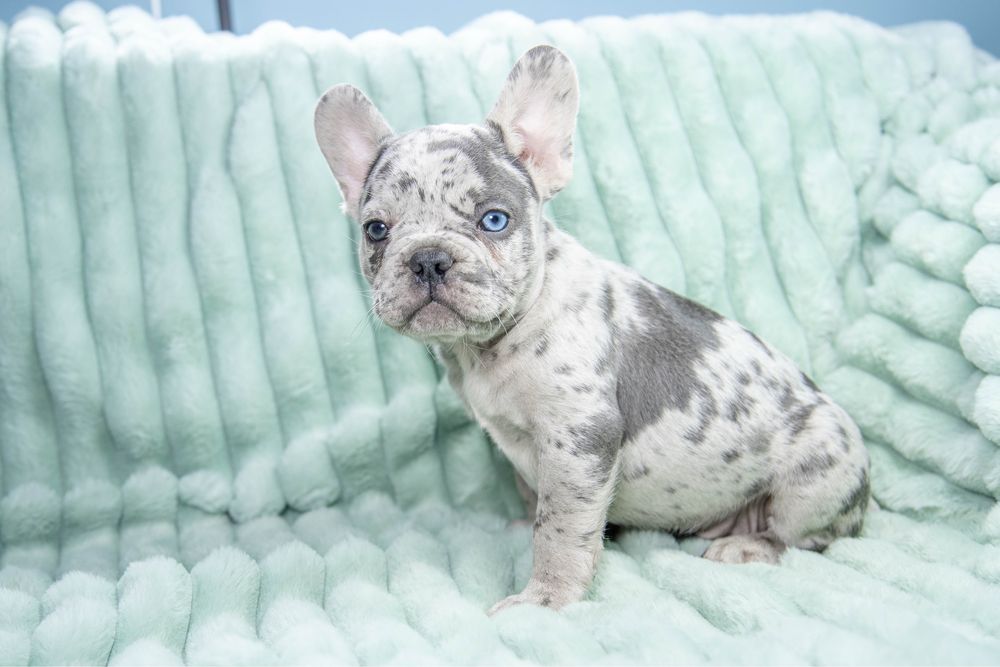 Bulldog francez blue merle