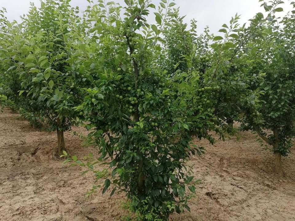 Продава се Земеделски имот в с. Главан, Област Силистра -  кв.м за 1275 €/дка - Снимка #3