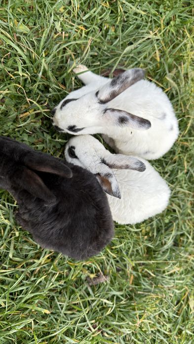 Vand pui de iepure rasa pura rex