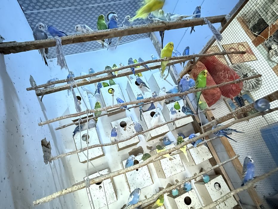 Papugay 30 тача бор сотиладигони