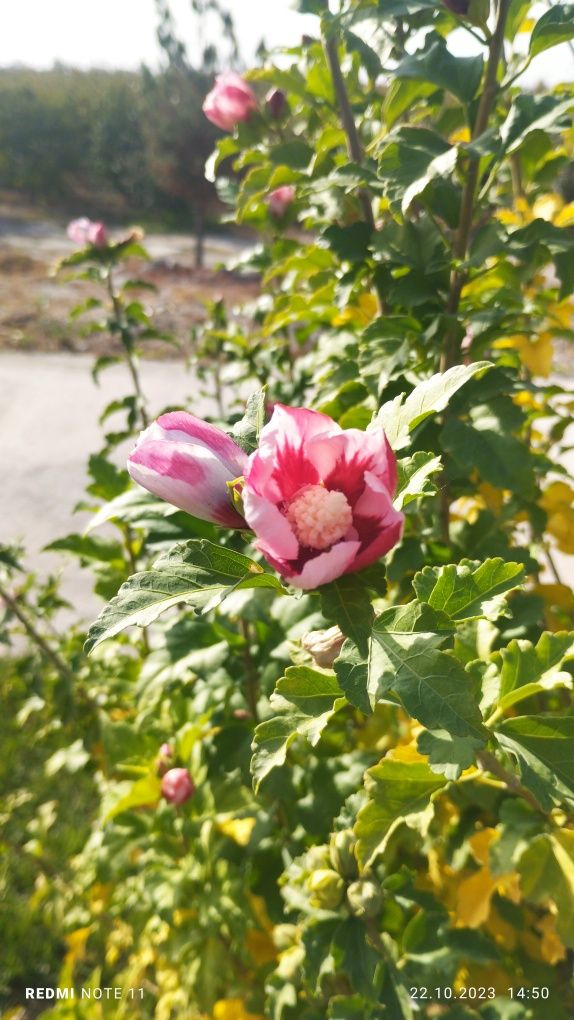 Гибискус~Сурия атиргули! https://t.me/nurgardenflowers
