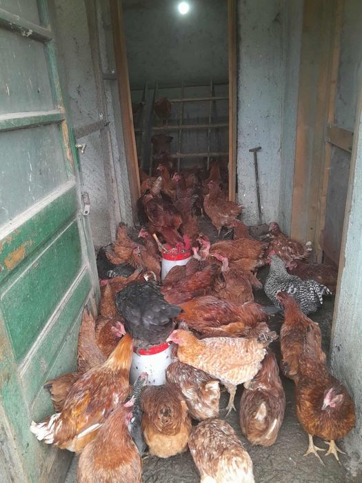 Vind găini ouătoare și rasă mixtă