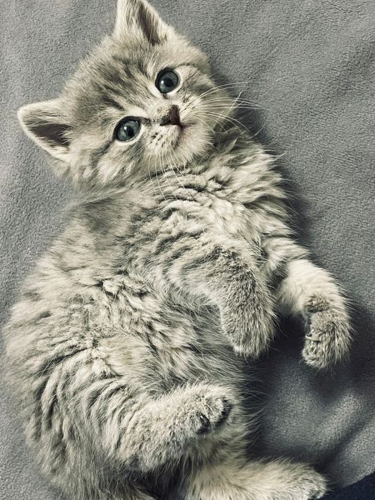 Кошка  шатланская  породия