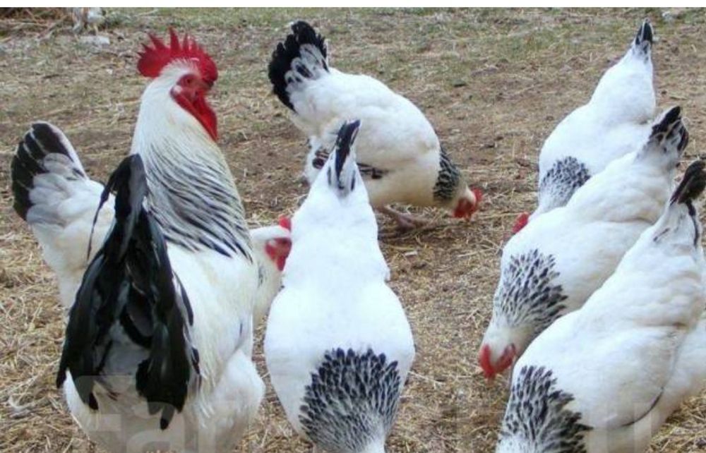 Куры, тауықтар, адлерские