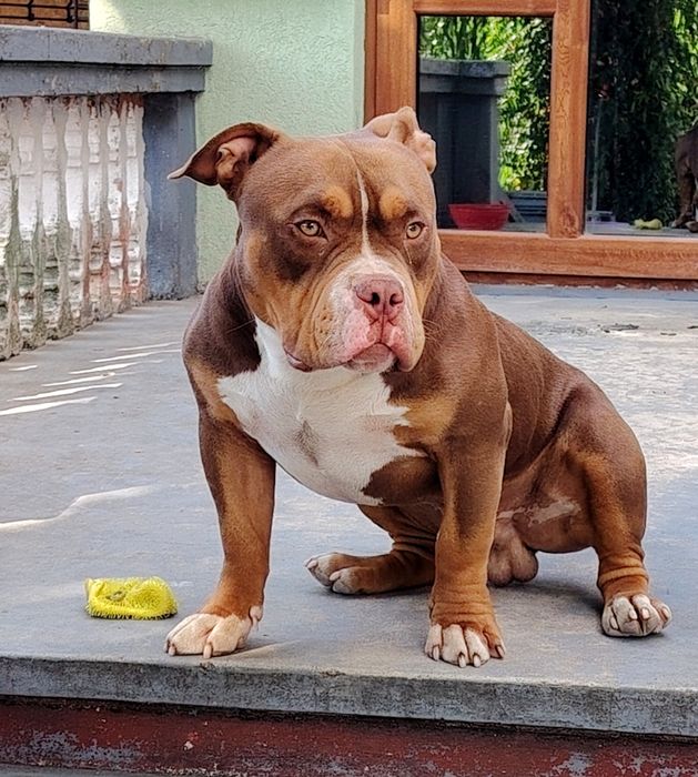 American bully top exemplar superb