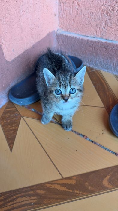 Spre adoptie pisicute