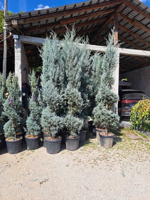 Brzai, mesteacan, copaci de vanzare