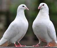 Бели гълъби за тържества