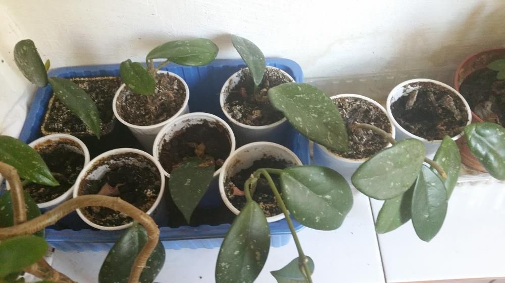 HOYA CARNOSA (floarea de ceara) , Adenium (Trandafirul desertului )