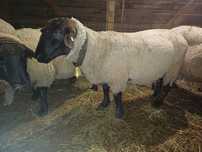 Vand berbec suffolk