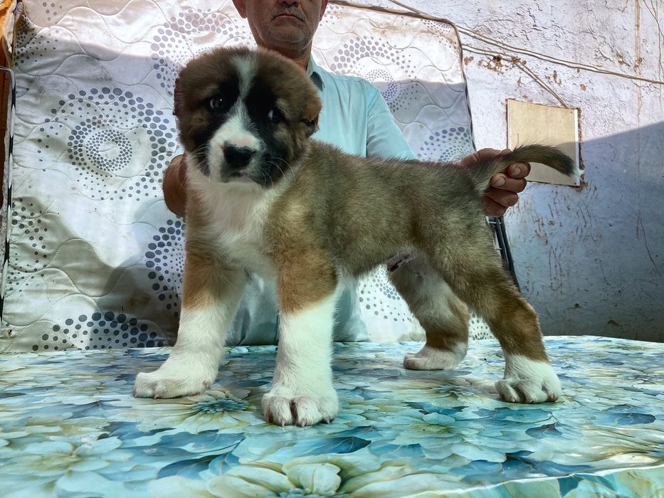 Щенок Кафказского Алабая ( Супер Гигант )