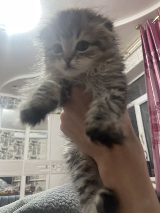 Бони чистокровная шотладнская висалуха