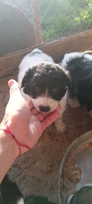 4 кученца Бордър коли си търсят нов стопанин