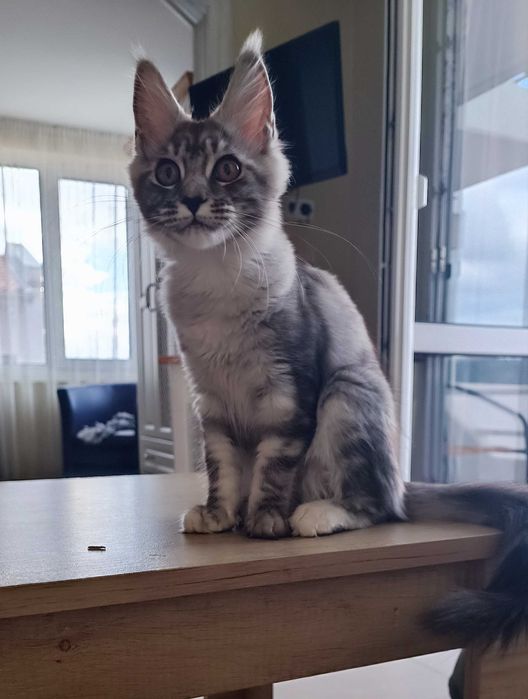 Коте  Мейнкун / Mein Coon /Мей Куун