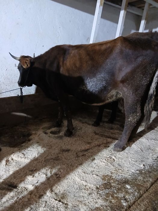 Vând vaca în 8 luni