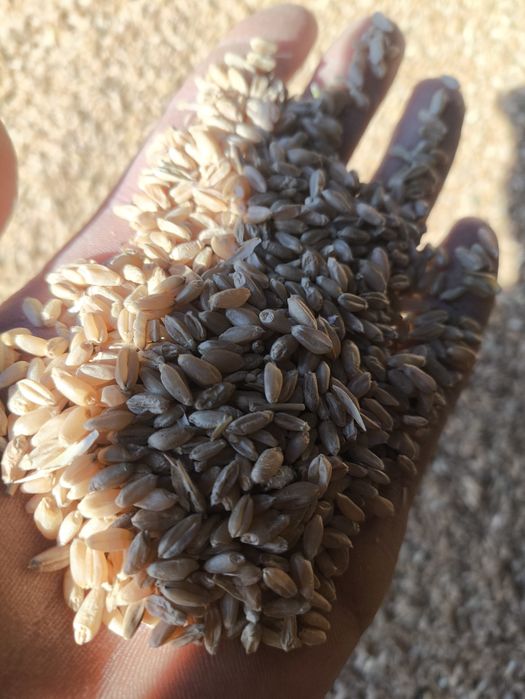 Продам пшеницу яровую 100тг кг