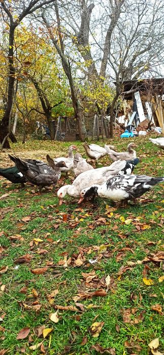 женско яре, мъжко шиле, Неми патици(женски)