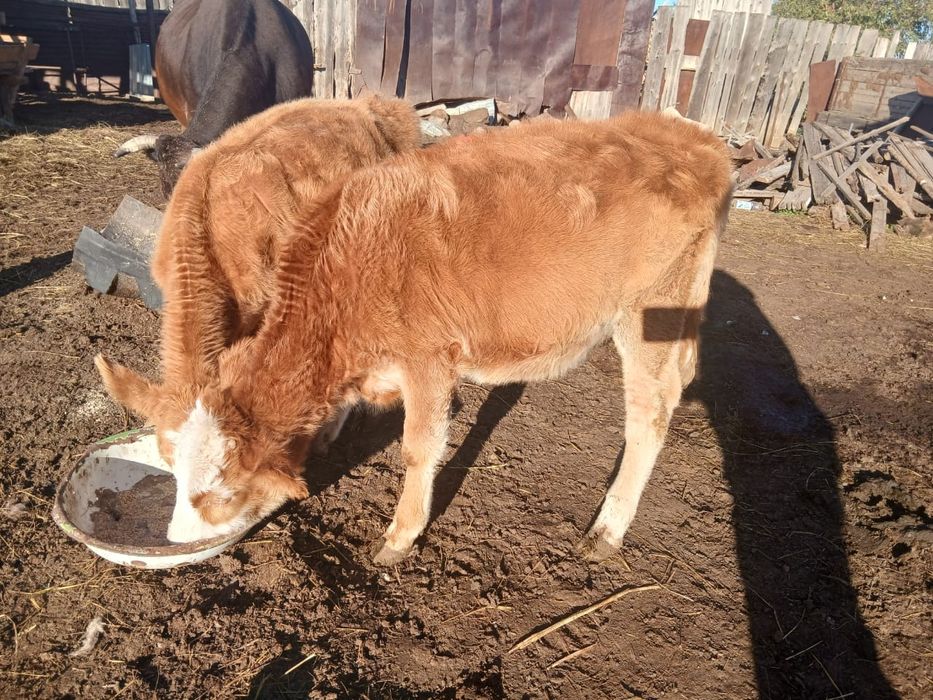 Телята от молочных коров