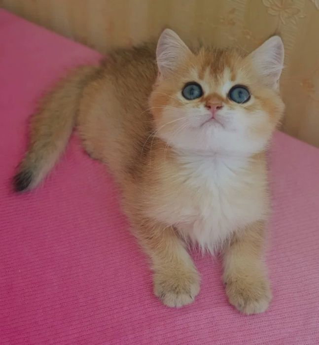 Золотые котята .британские.