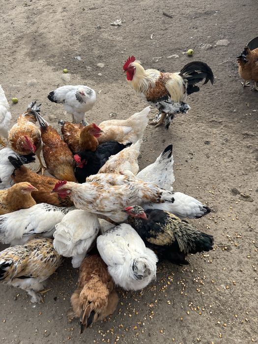 Vand pasari de curte