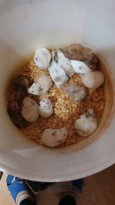 Домашние животные