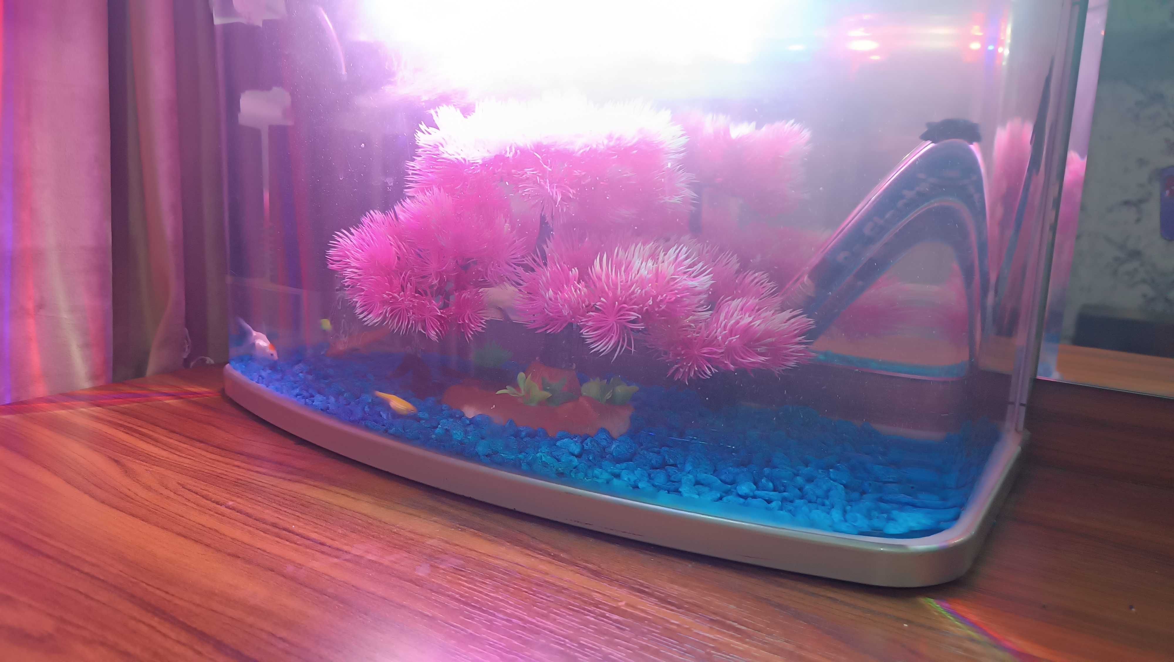 Akvarium sotiladi baliqlar bilan