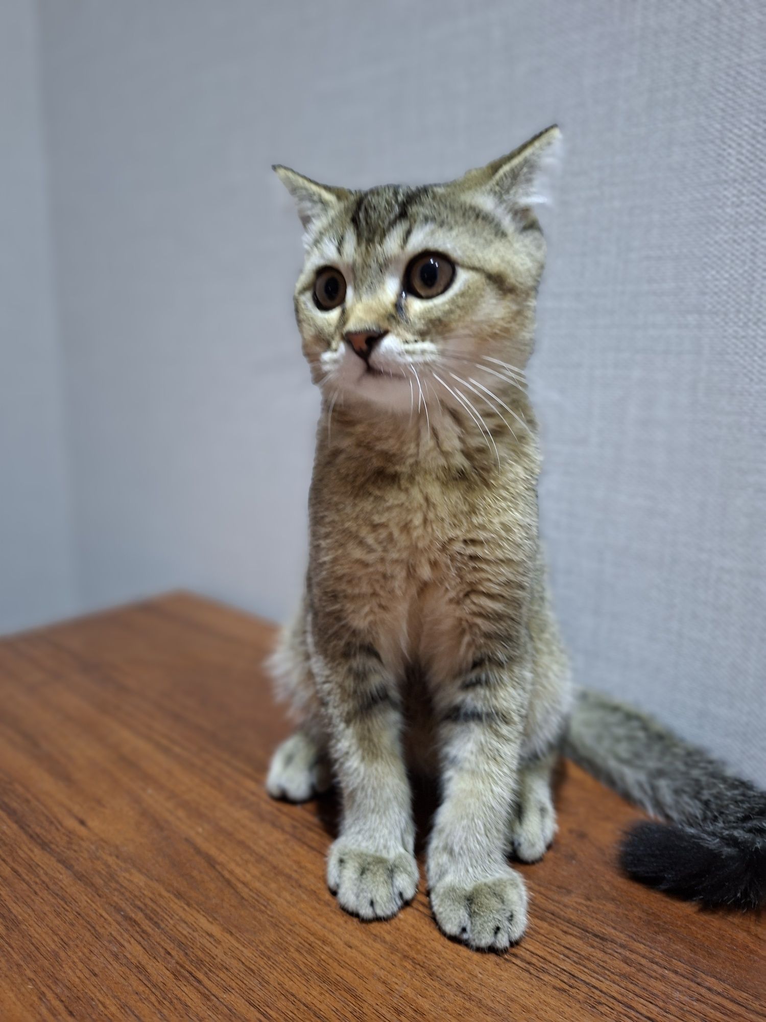 Продаю котёнка шиншилла