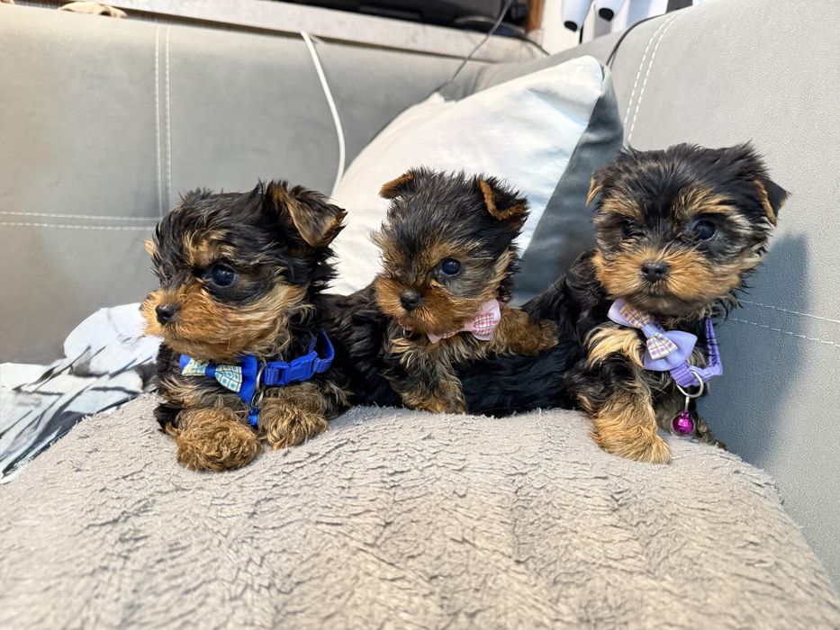 Йорки/Йоркширски териер