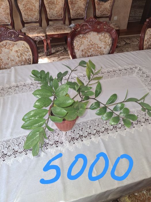 Продаётся комнатные цветы