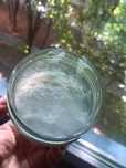 Ciuperca kefir/chefir